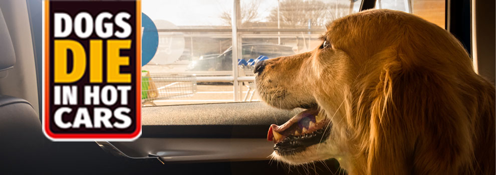 Dog in car heat best sale